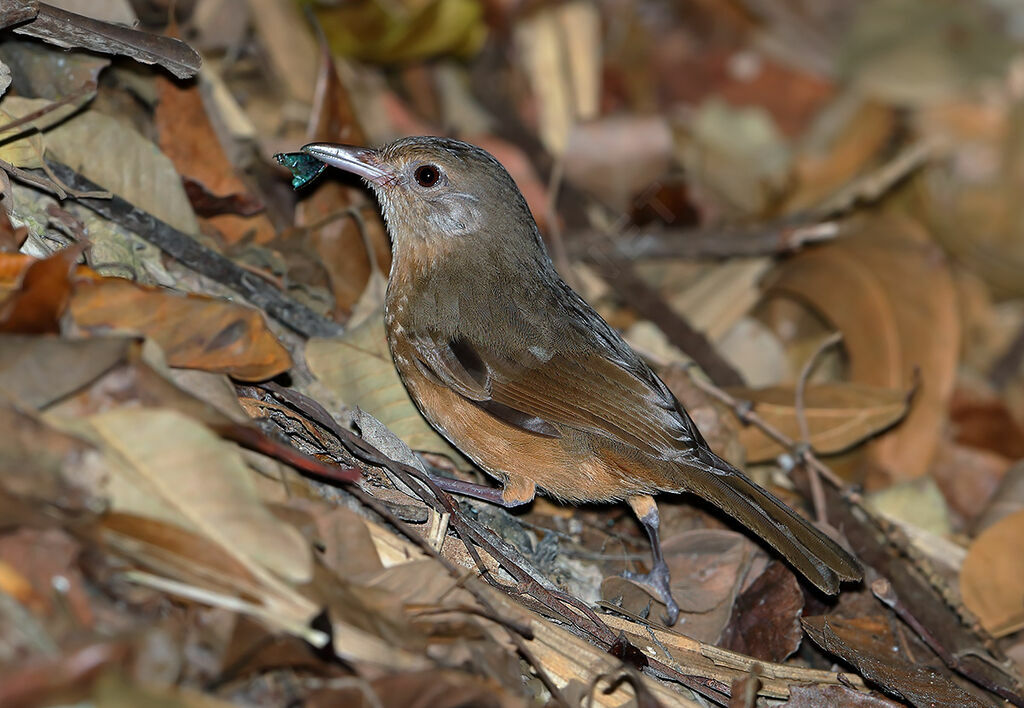 Little Shrikethrush, identification