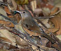 Pitohui châtain