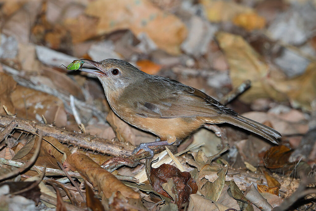 Arafura Shrikethrush, identification, feeding habits, fishing/hunting