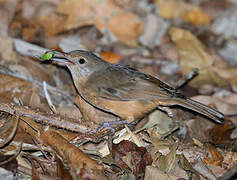 Little Shrikethrush