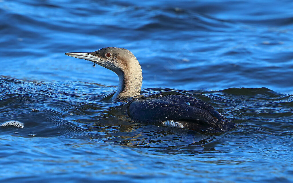 Black-throated Loon, identification