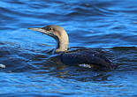 Plongeon arctique