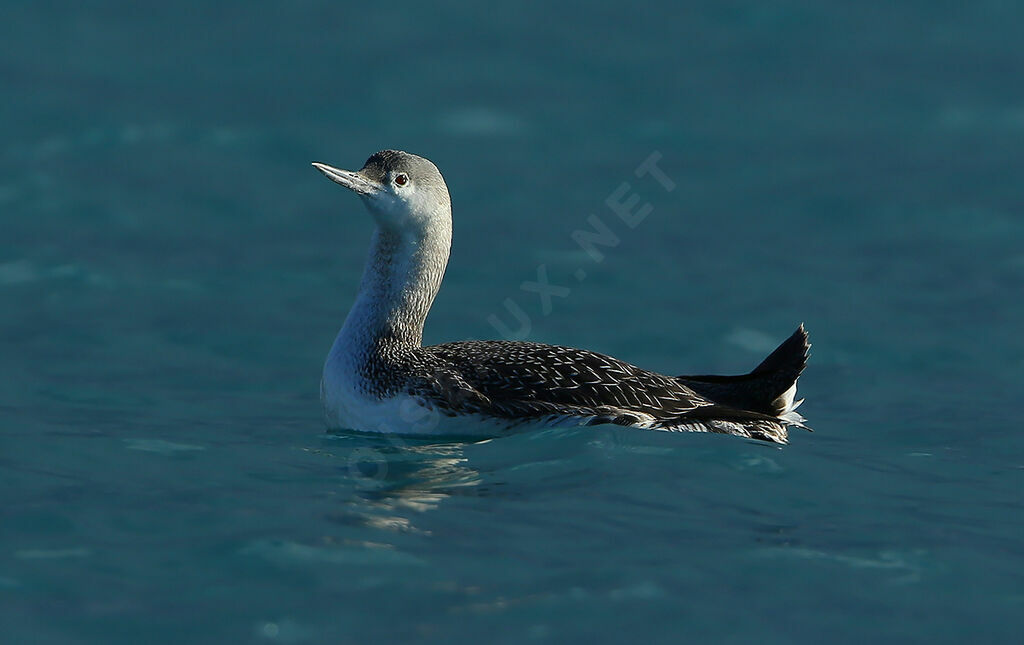 Plongeon catmarin