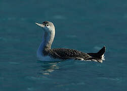 Red-throated Loon