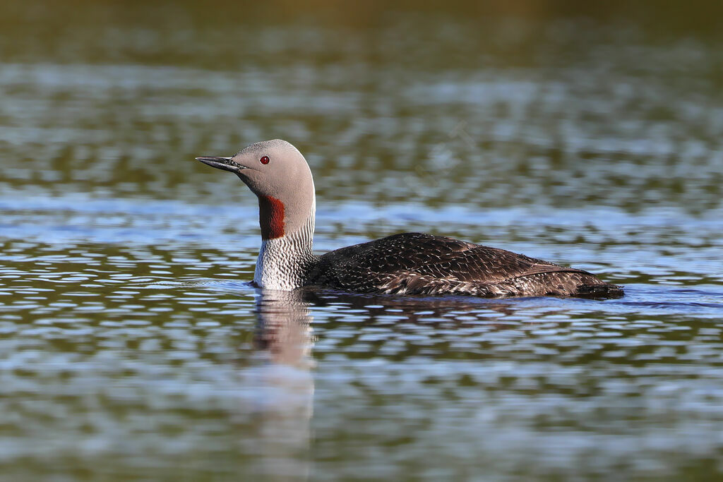 Red-throated Loonadult breeding, identification