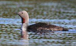 Red-throated Loon