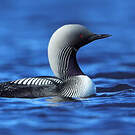 Plongeon du Pacifique