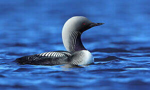 Pacific Loon