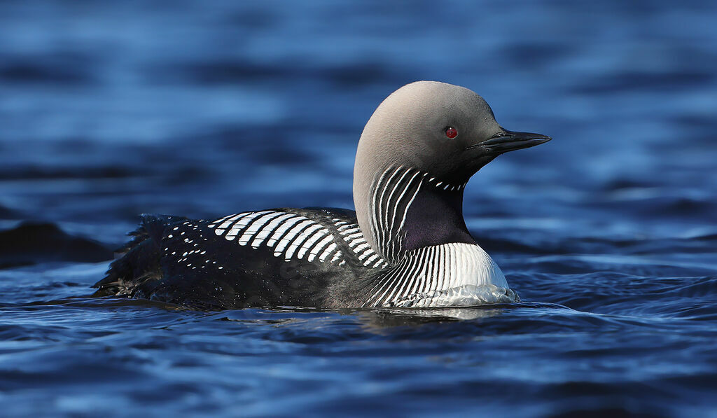 Pacific Loon