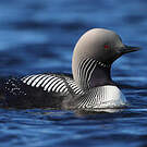 Plongeon du Pacifique