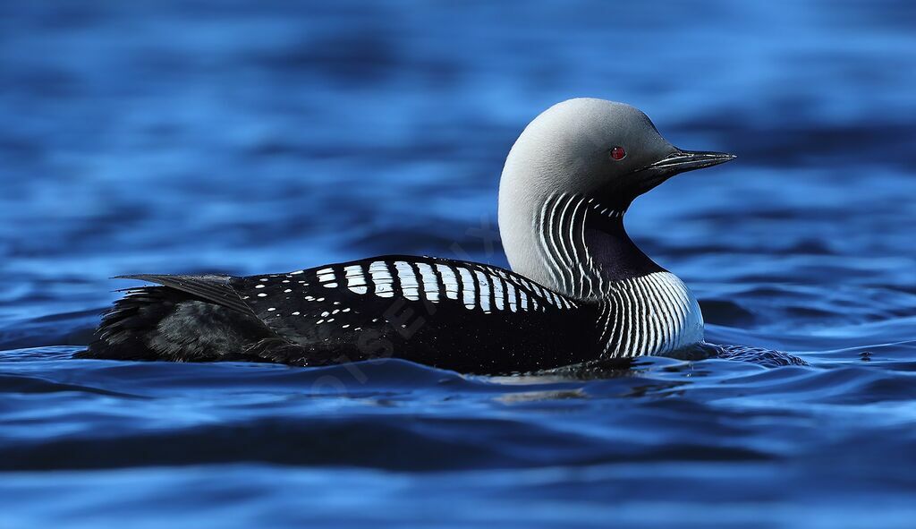 Pacific Loon