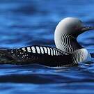 Plongeon du Pacifique