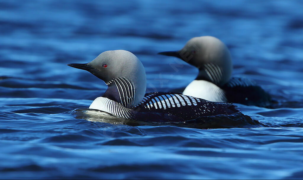 Pacific Loonadult breeding