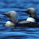 Plongeon du Pacifique