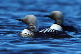 Plongeon du Pacifique