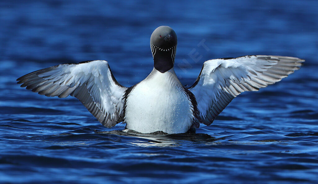 Pacific Loonadult breeding, Flight