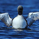 Plongeon du Pacifique