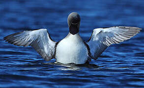 Pacific Loon