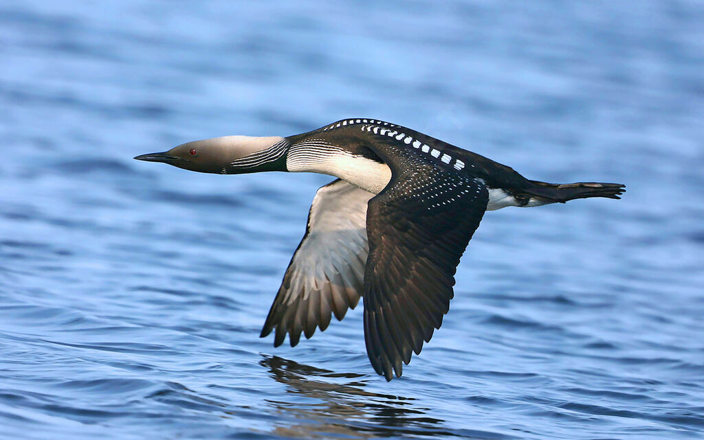 Pacific Loonadult breeding, Flight