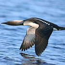 Plongeon du Pacifique