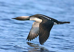 Pacific Loon