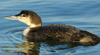 Common Loon