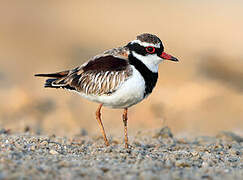 Black-fronted Dotterel