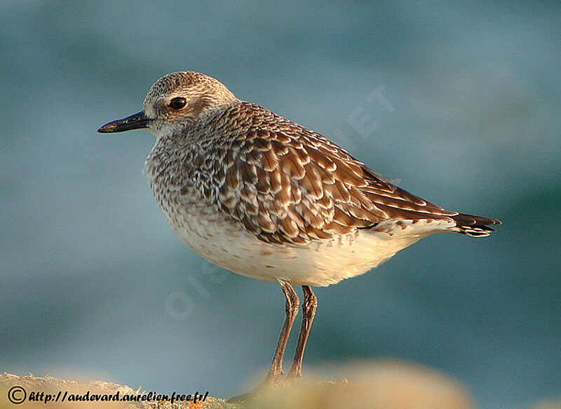 Grey Plover