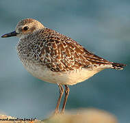 Grey Plover