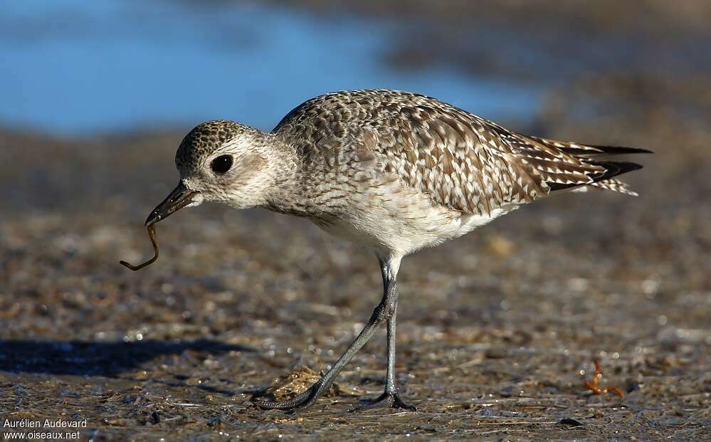 Grey Ploveradult post breeding, feeding habits