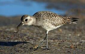 Grey Plover