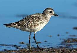 Grey Plover