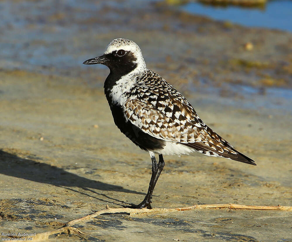 Grey Plover male adult breeding, identification