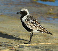 Grey Plover