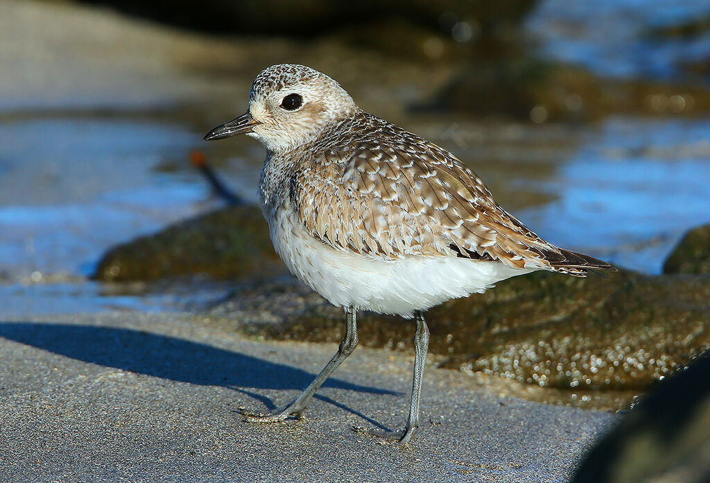 Grey Plover, identification