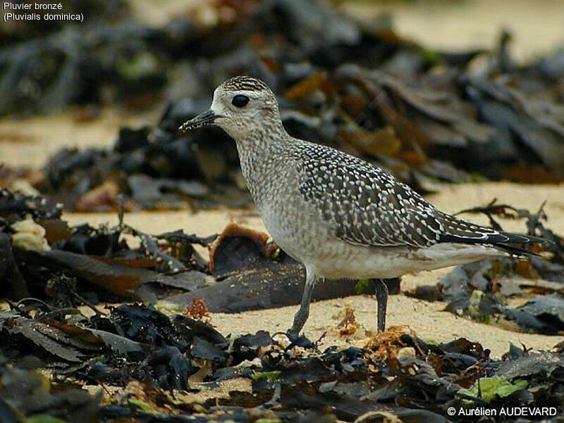 American Golden Plover