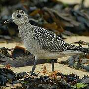 American Golden Plover