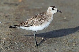 American Golden Plover