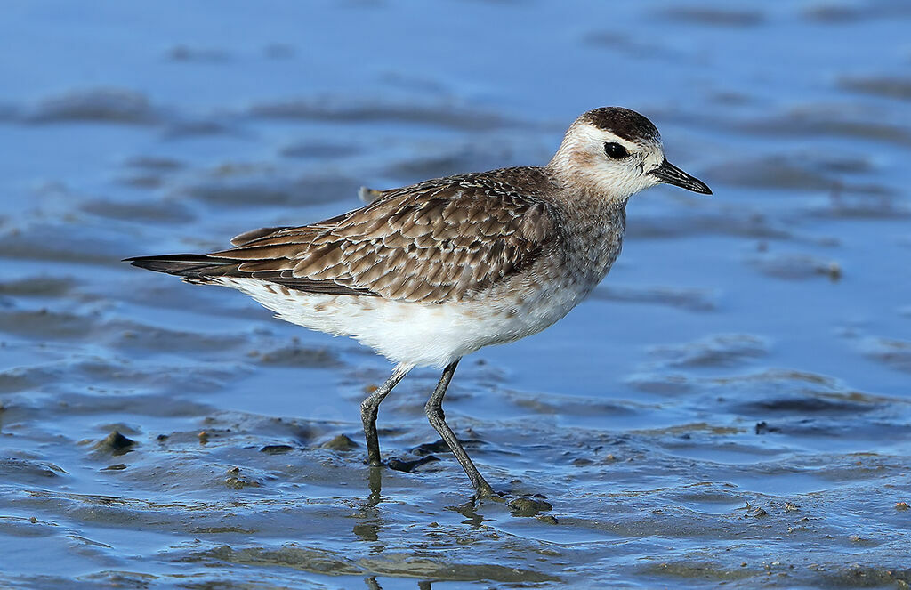 American Golden PloverSecond year, identification