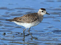 American Golden Plover