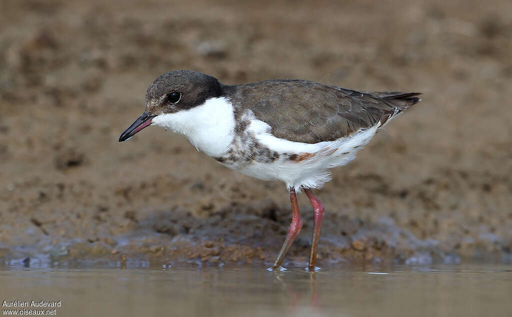 Red-kneed Dottereljuvenile, identification