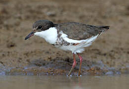 Red-kneed Dotterel