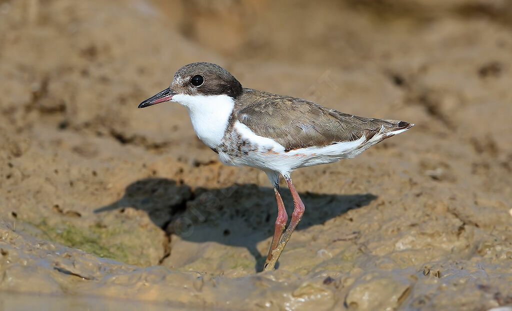 Red-kneed Dotterel, identification