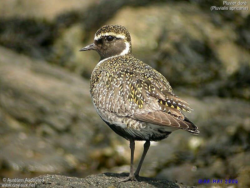 European Golden Plover