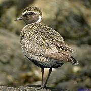 European Golden Plover