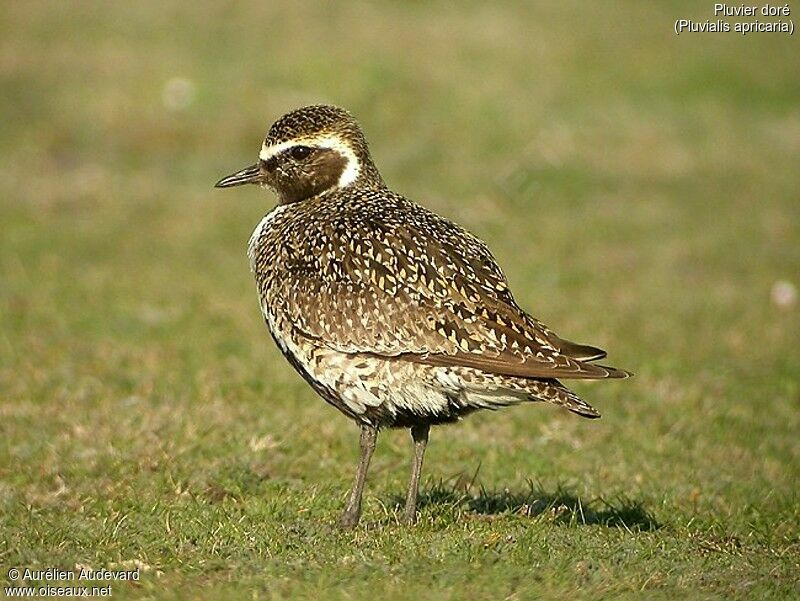 European Golden Plover