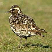 European Golden Plover