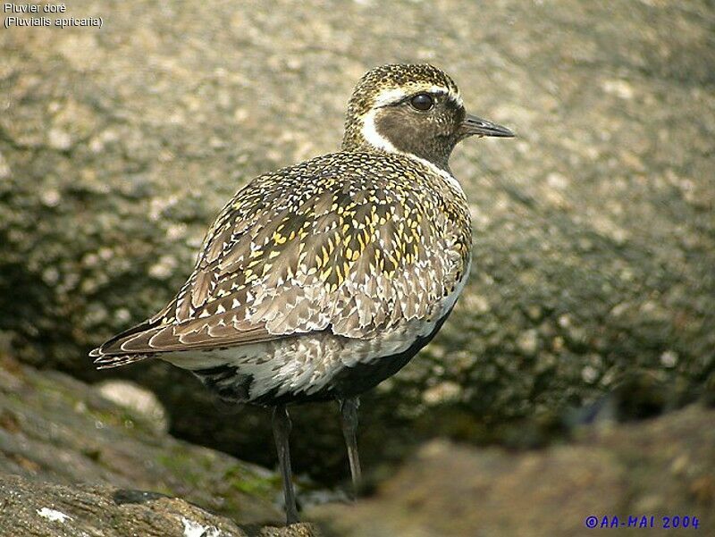 European Golden Plover