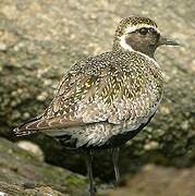 European Golden Plover