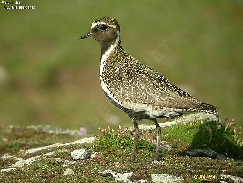 European Golden Plover